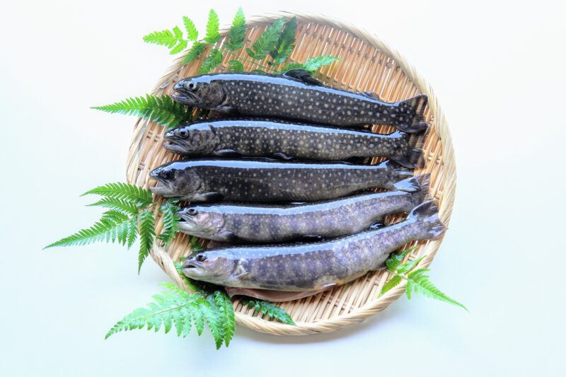 イワナ（岩魚）
