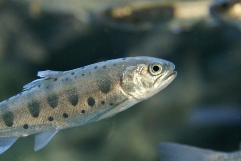 山女魚